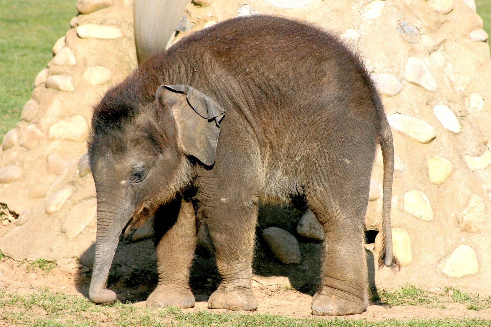 Asiatic elephant calf; Whipsnade; 20th March 2015