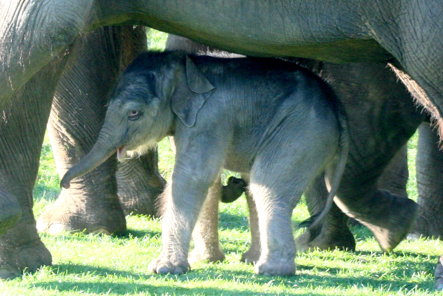 Asiatic elephant calf; Whipsnade; 22nd October 2011