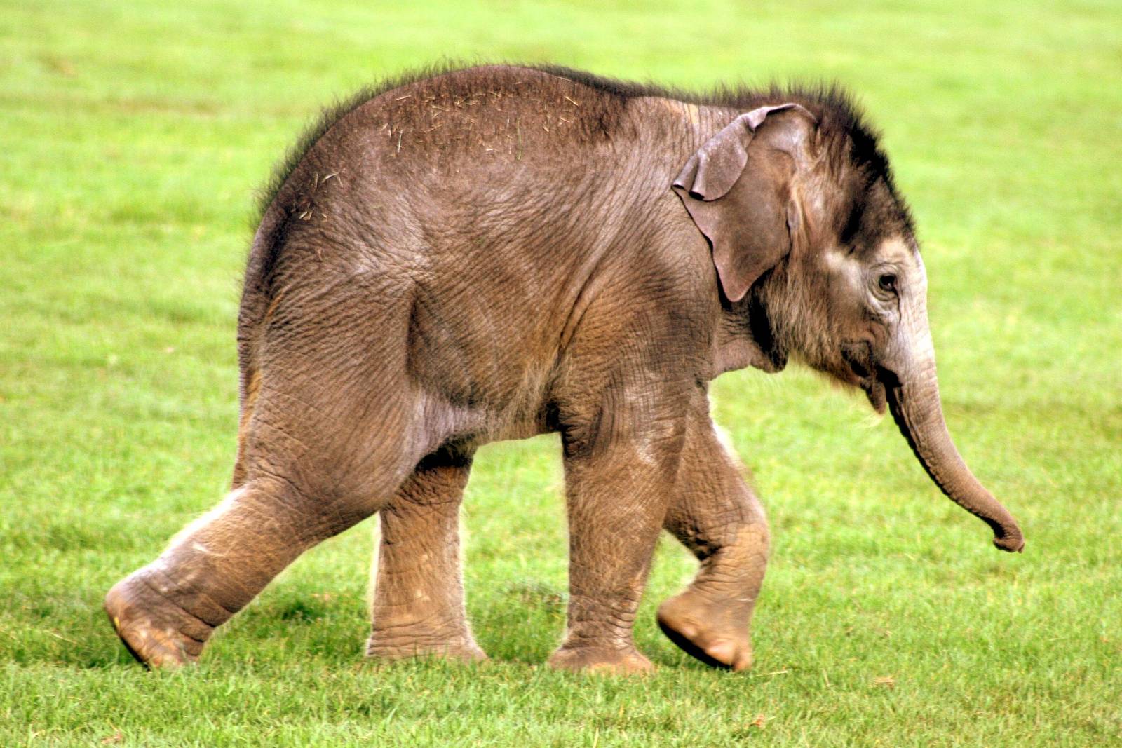 Asiatic elephant calf; Whipsnade; 22nd October 2014
