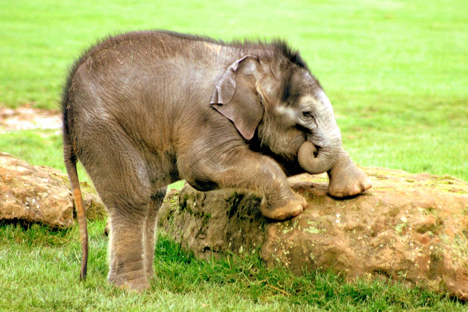 Asiatic elephant calf; Whipsnade; 22nd October 2014