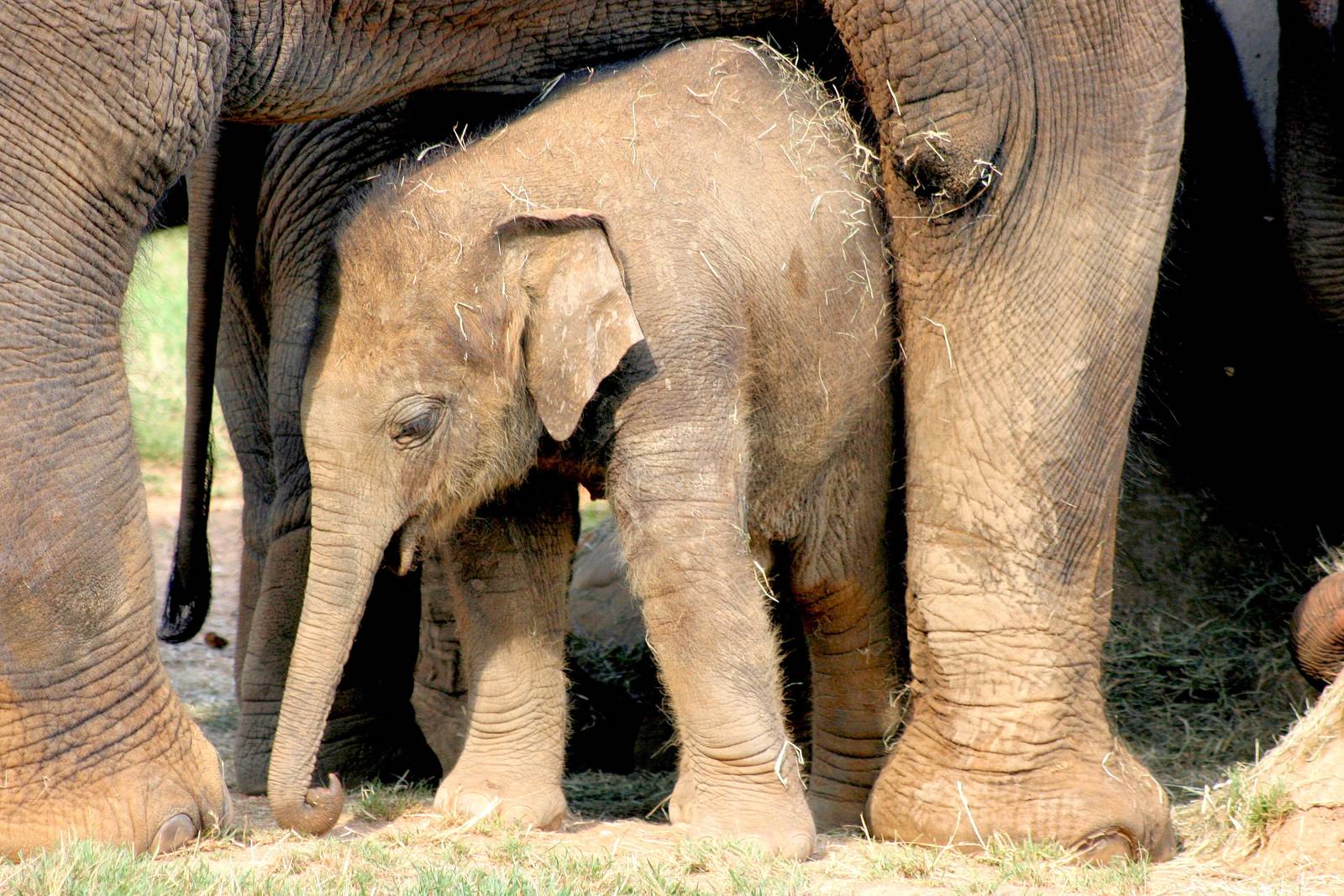 Asiatic elephant calf; Whipsnade; 23rd July 2016
