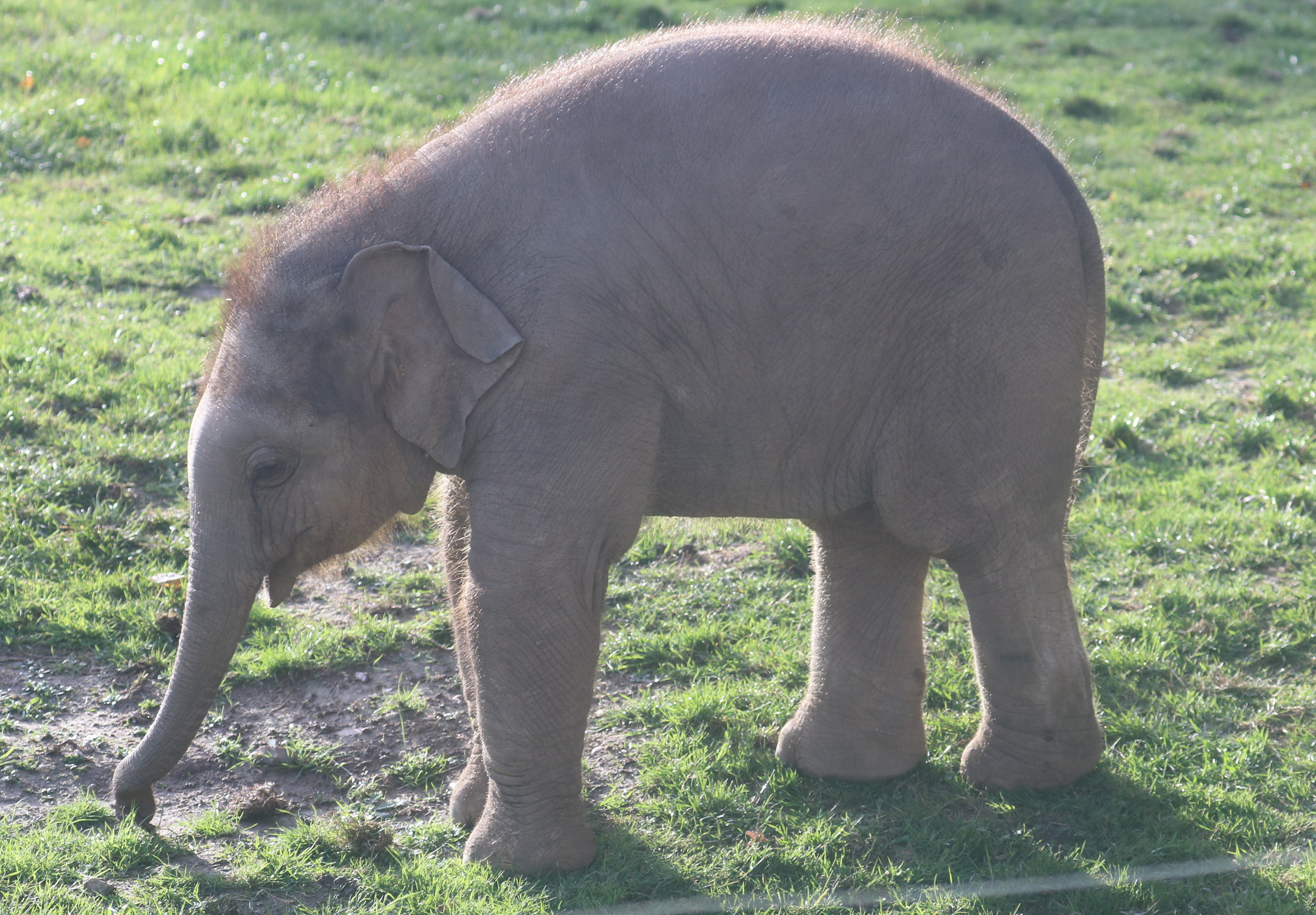 Asiatic elephant calf; Whipsnade; 26th October 2022
