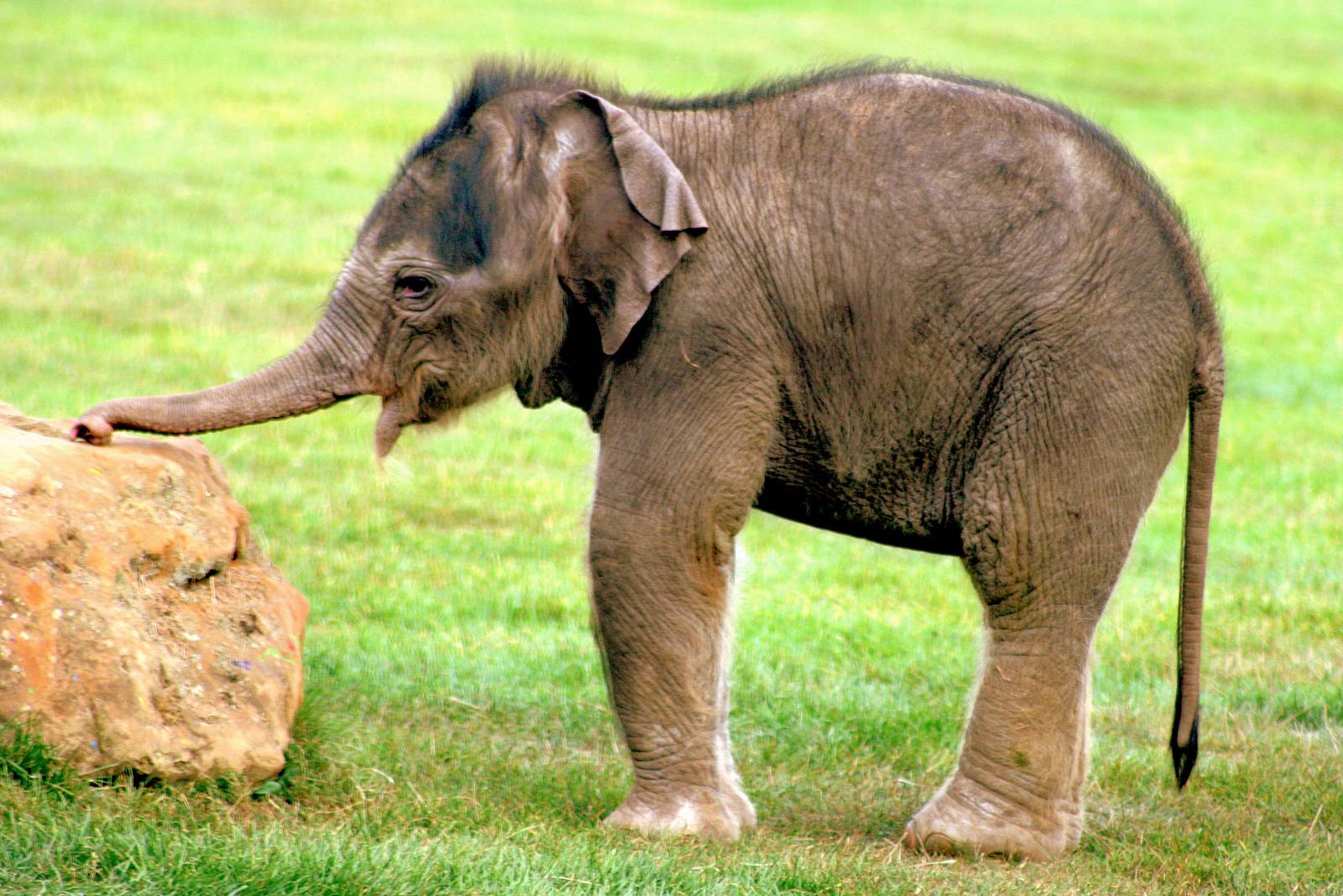 Asiatic elephant calf; Whipsnade; 27th September 2014