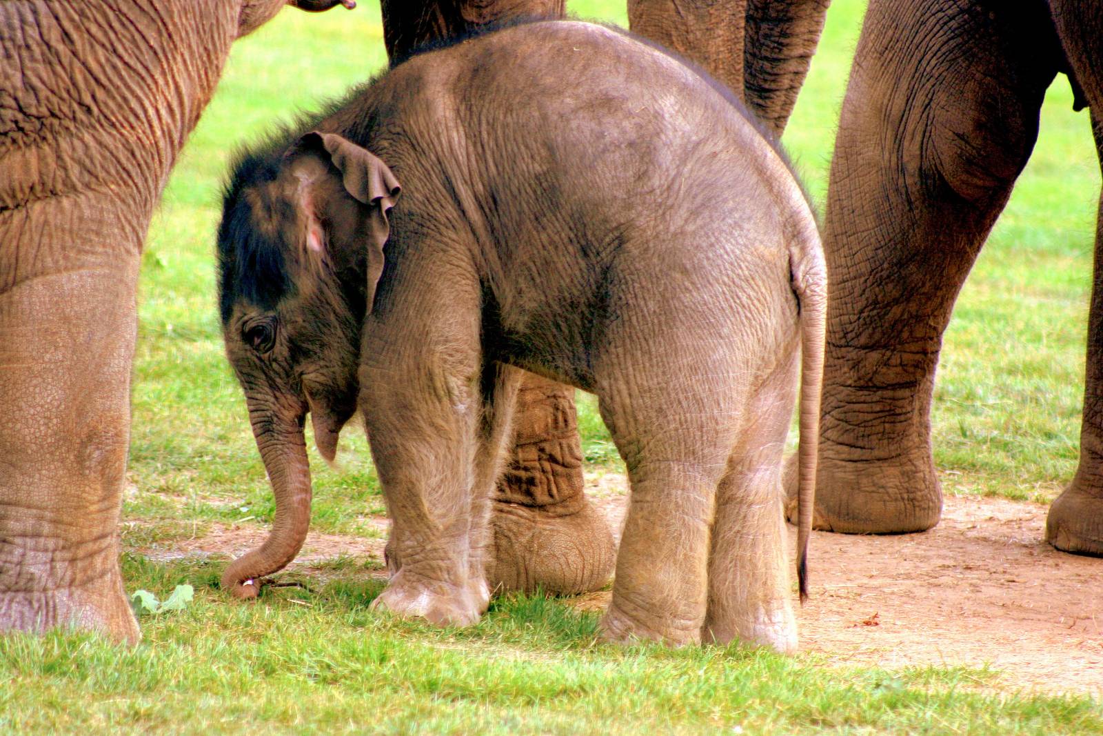 Asiatic elephant calf; Whipsnade; 27th September 2014