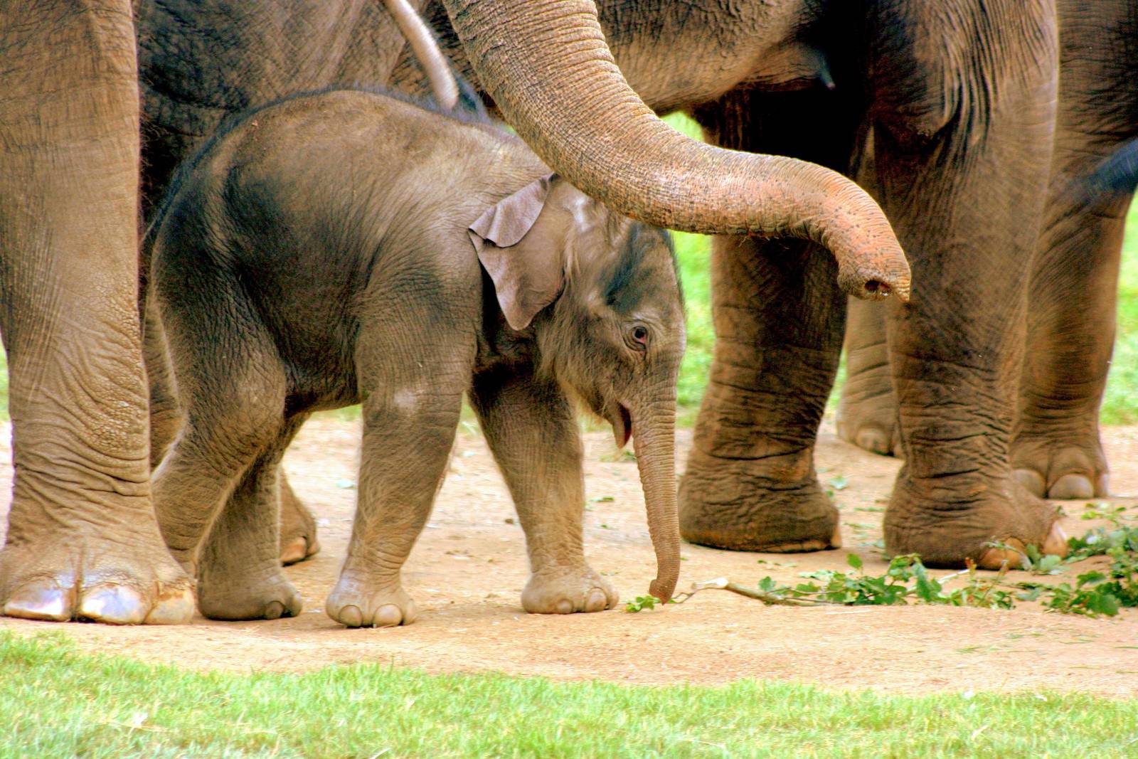 Asiatic elephant calf; Whipsnade; 27th September 2014