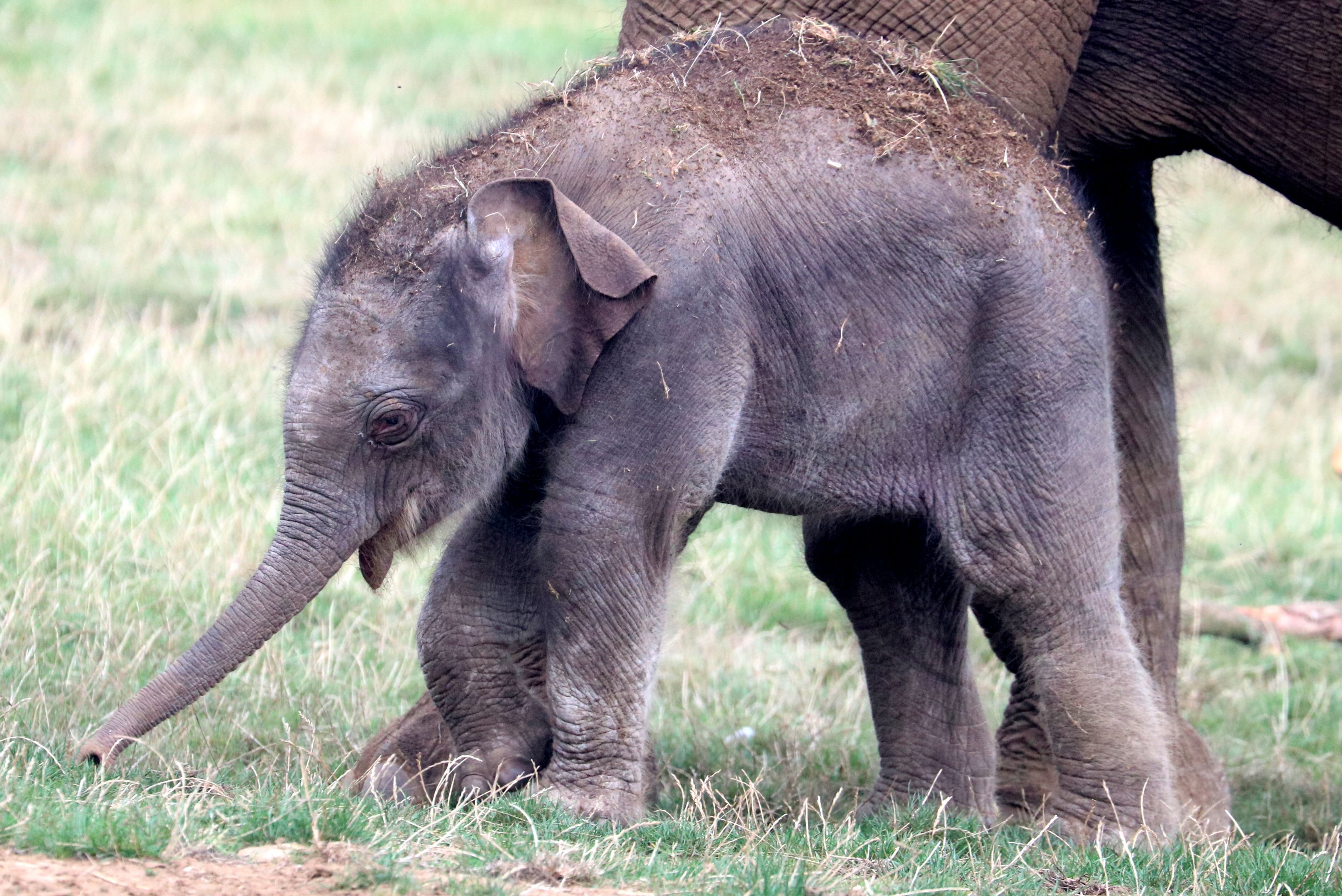 Asiatic elephant calf; Whipsnade; 2nd September 2022
