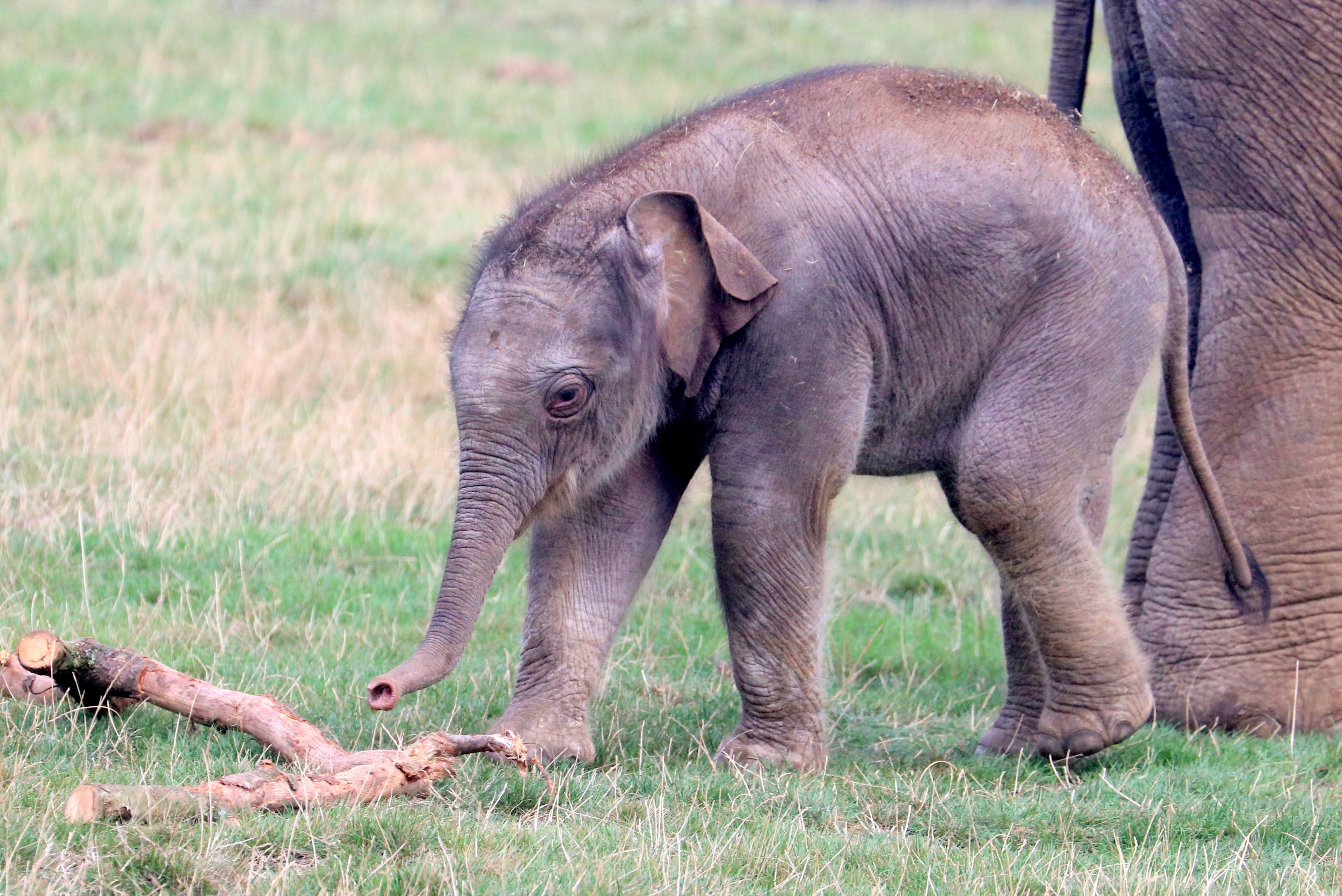 Asiatic elephant calf; Whipsnade; 2nd September 2022