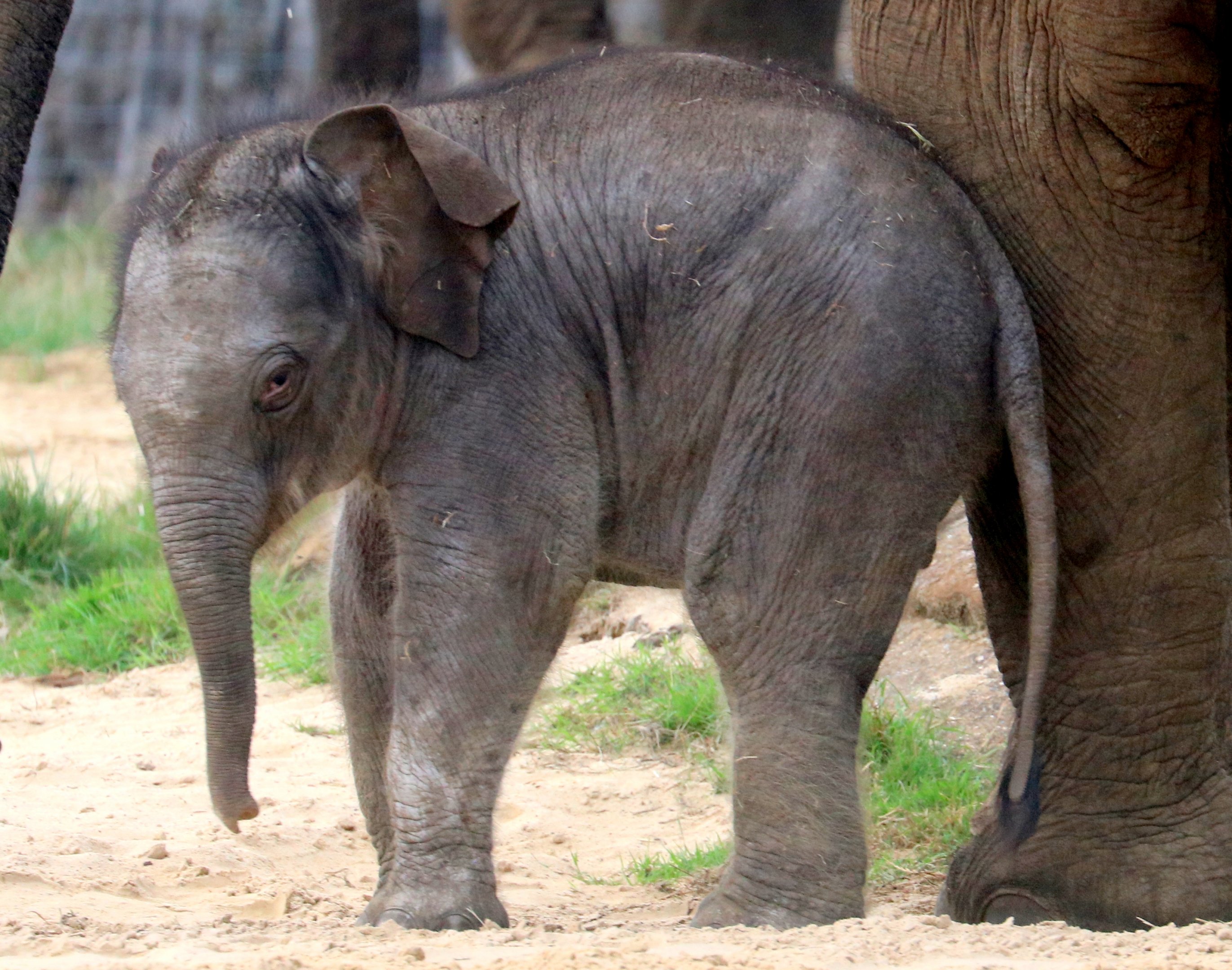 Asiatic elephant calf; Whipsnade; 2nd September 2022