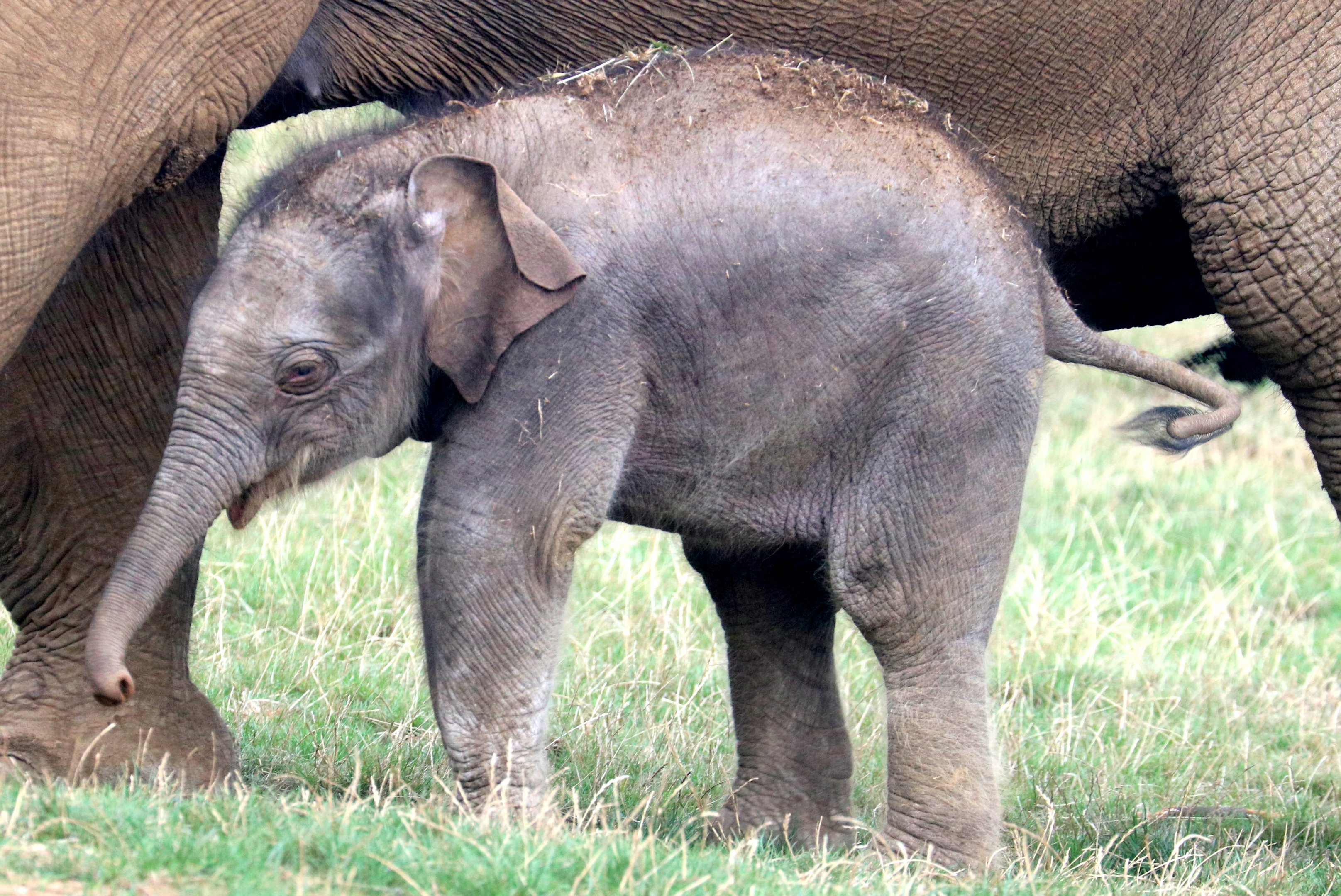 Asiatic elephant calf; Whipsnade; 2nd September 2022
