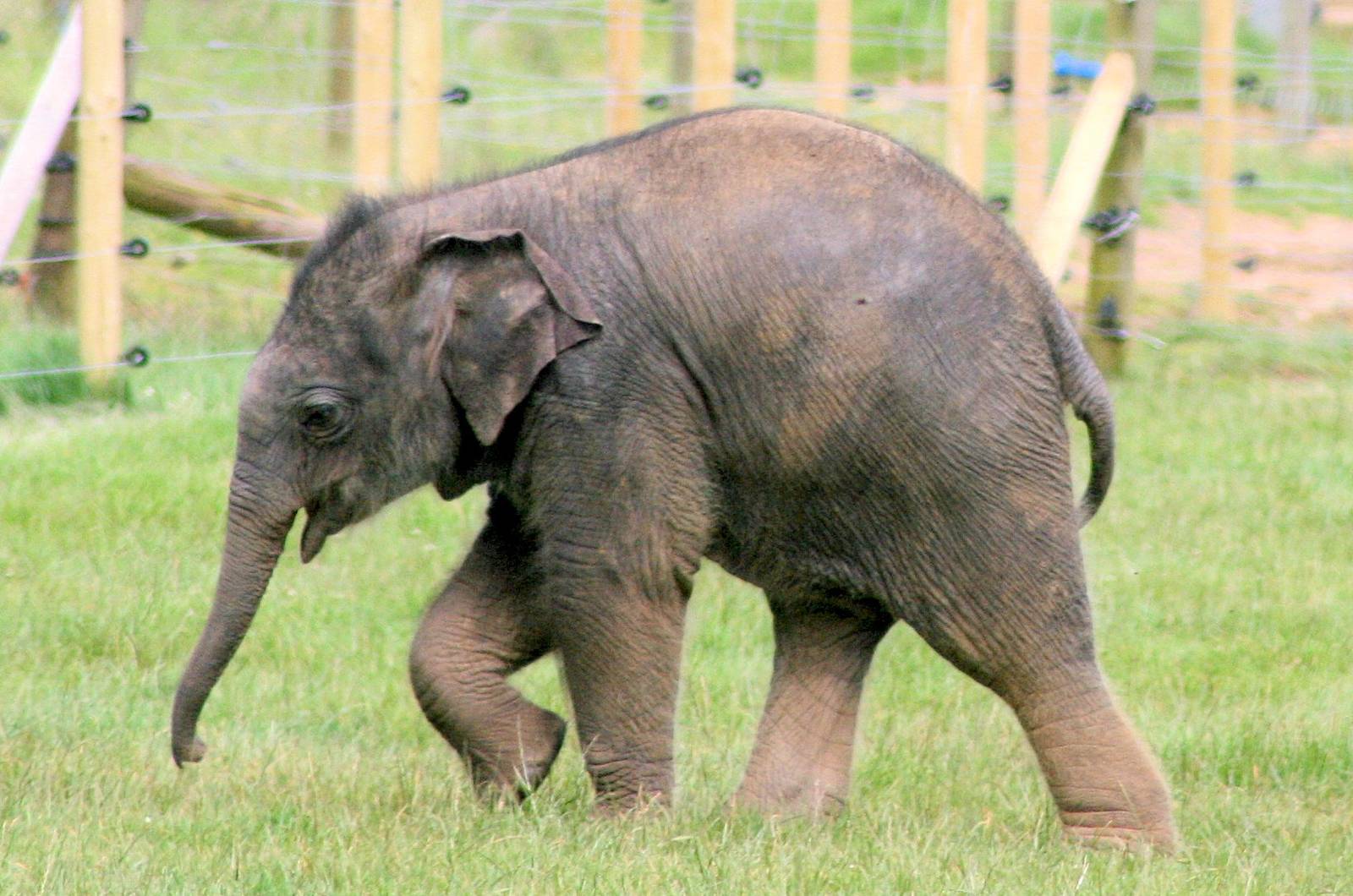 Asiatic elephant calf; Whipsnade; 30th June 2016