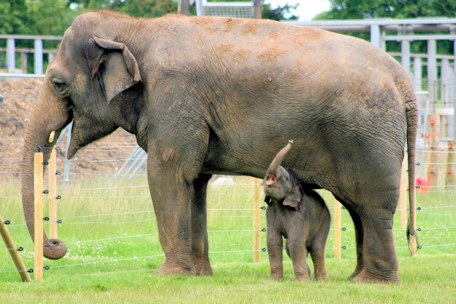 Asiatic elephant calf; Whipsnade; 30th June 2016