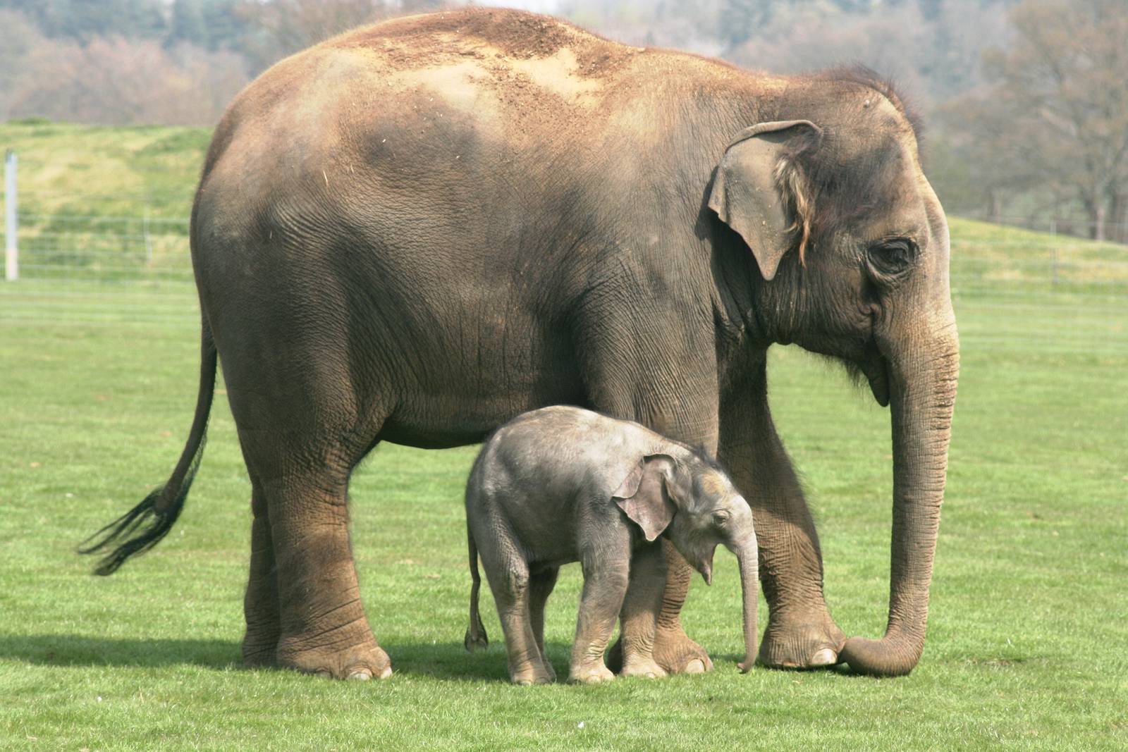 Asiatic elephant calf; Whipsnade Zoo; 24th April 2010