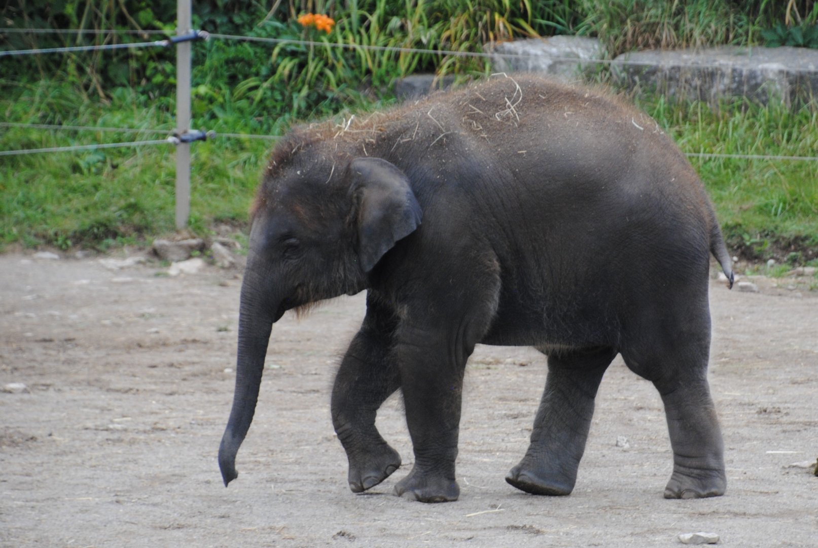 Asiatic Elephant calf