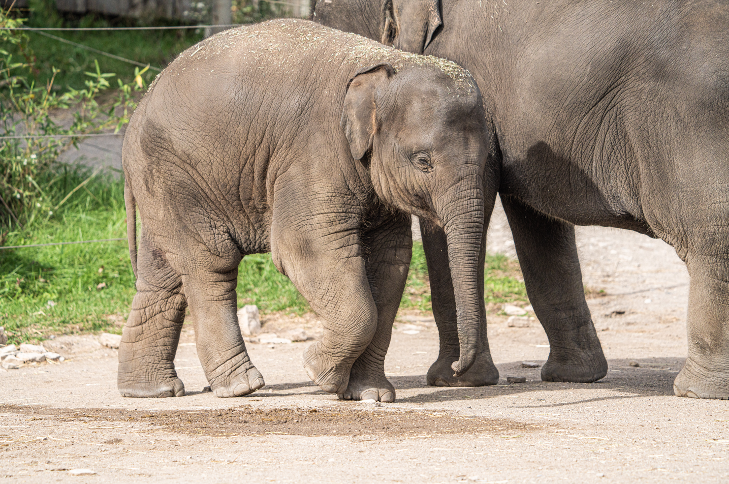 Asiatic Elephant Calf