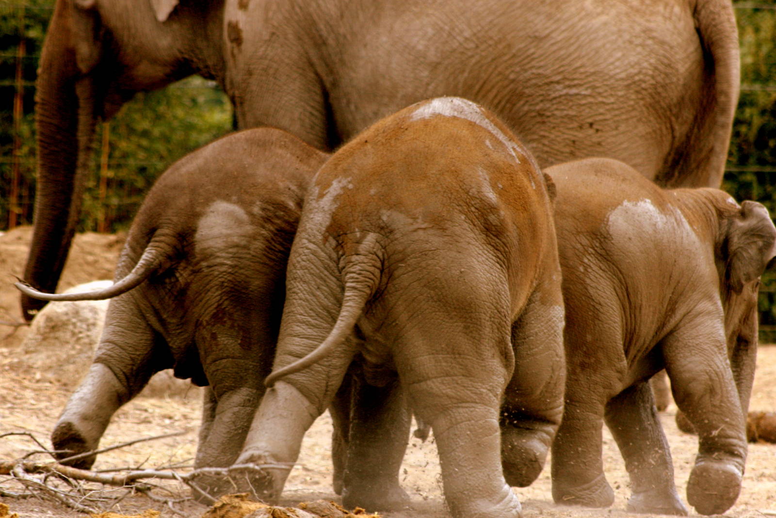 Asiatic elephant calves; Dublin; 20th April 2015