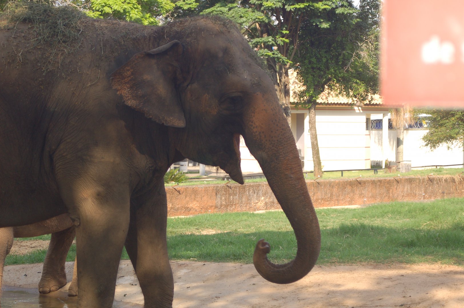 Asiatic elephant cow Raisa