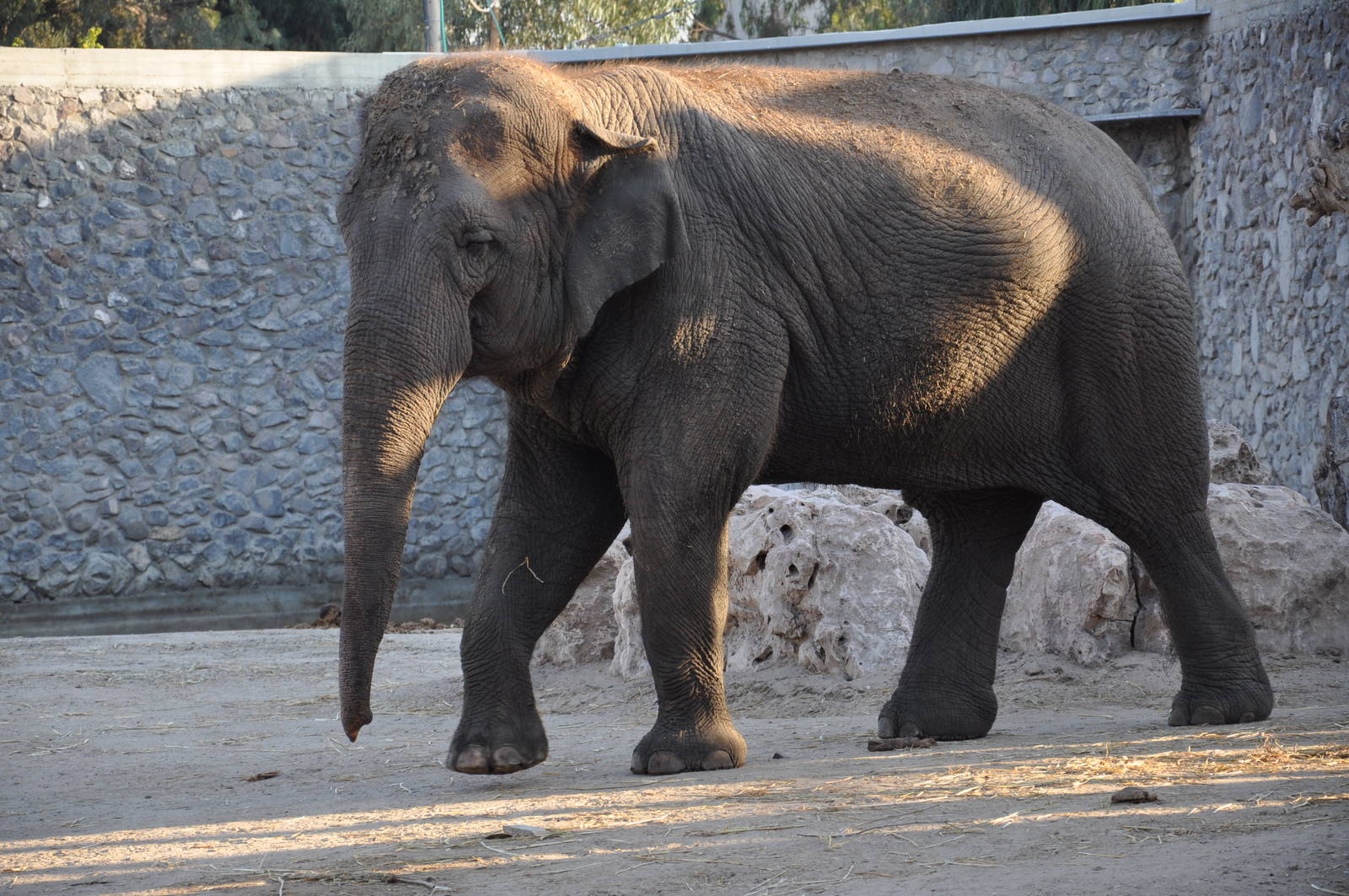 Asiatic elephant/ Elephas maximus