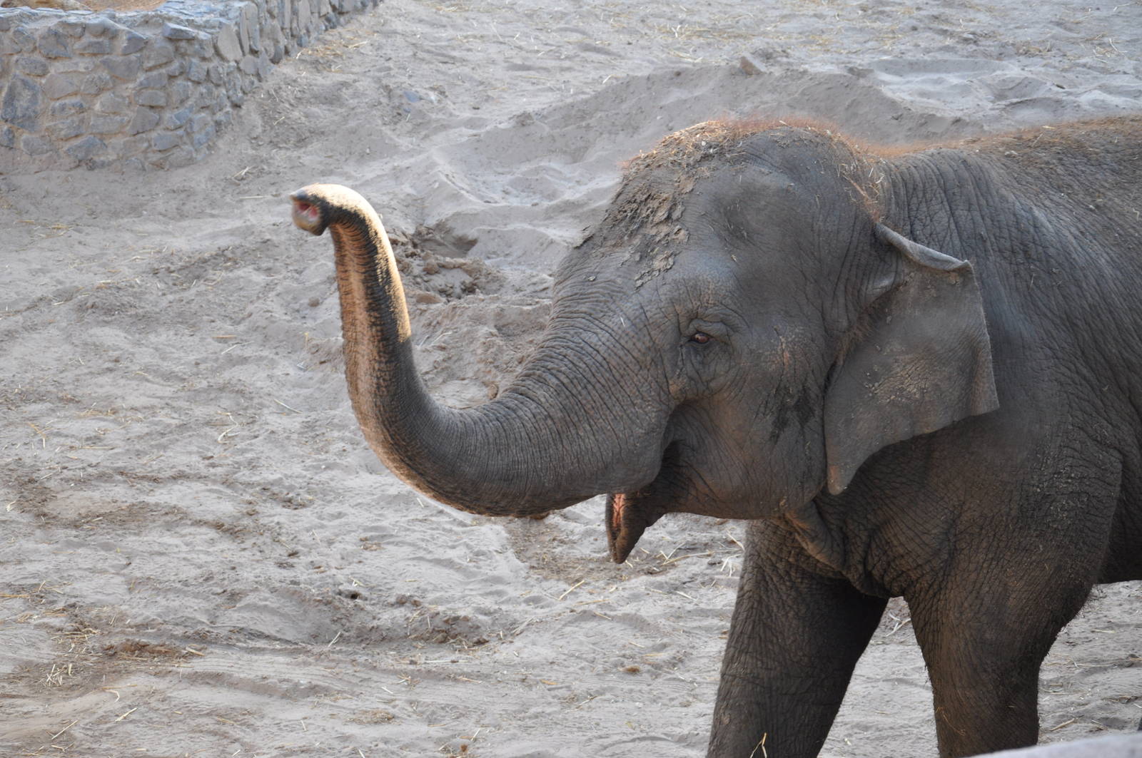 Asiatic elephant/ Elephas maximus