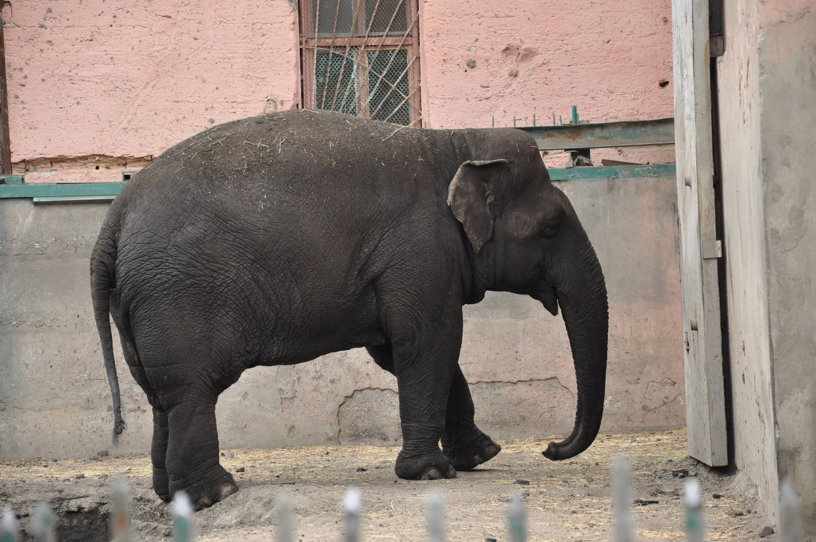 Asiatic elephant/ Elephas maximus