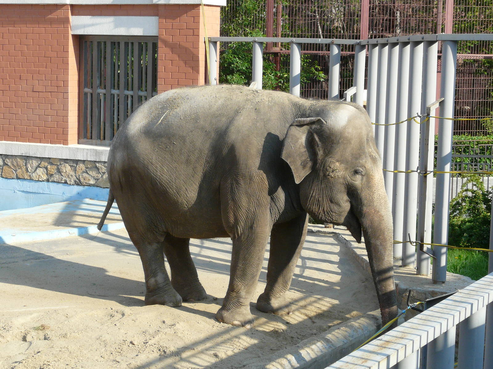 Asiatic elephant/ Elephas maximus
