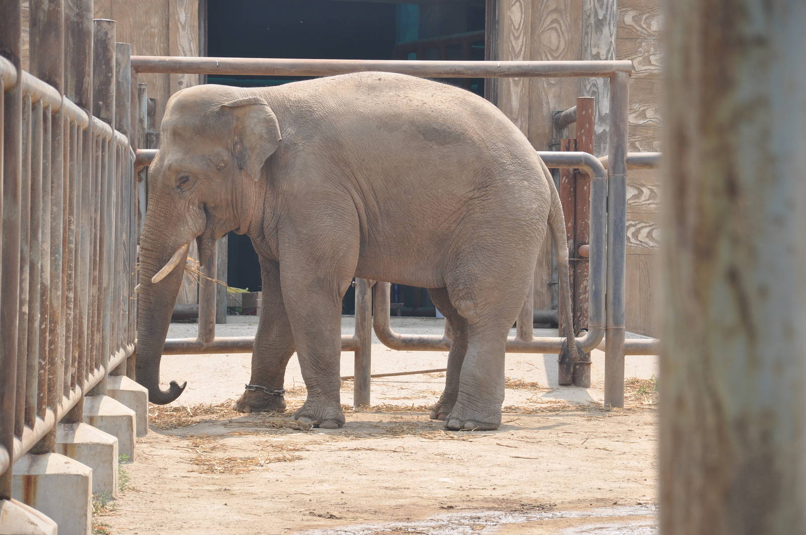 Asiatic elephant/ Elephas maximus