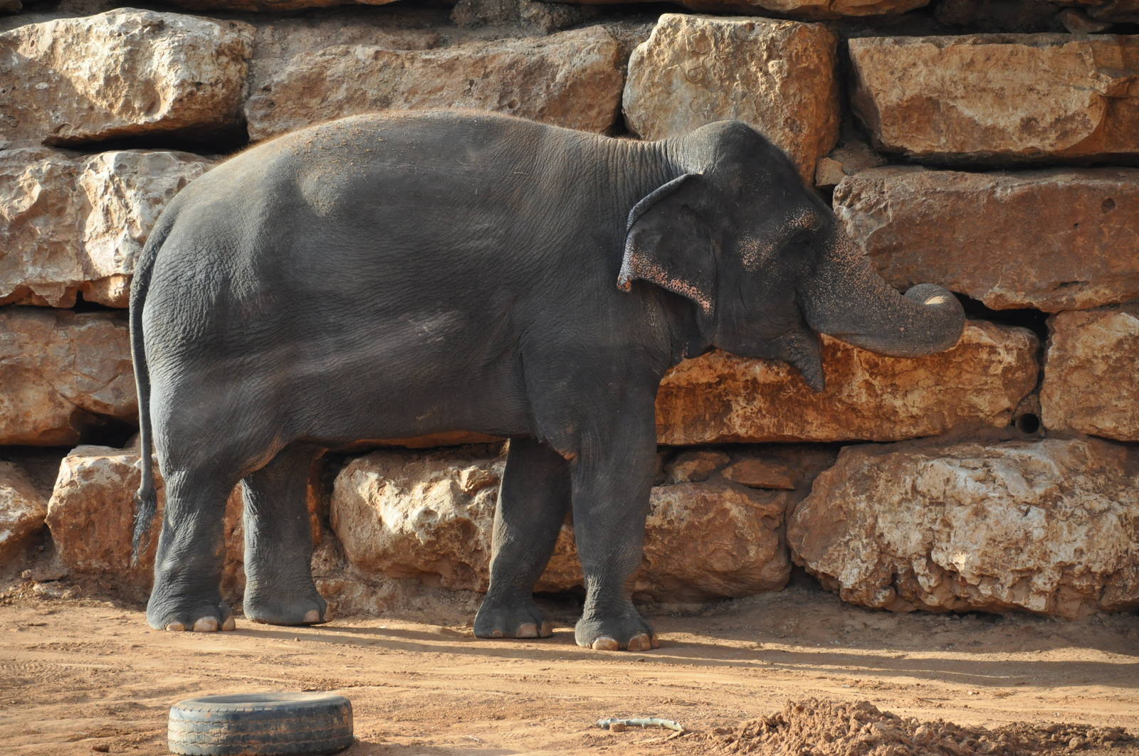 Asiatic elephant/ Elephas maximus