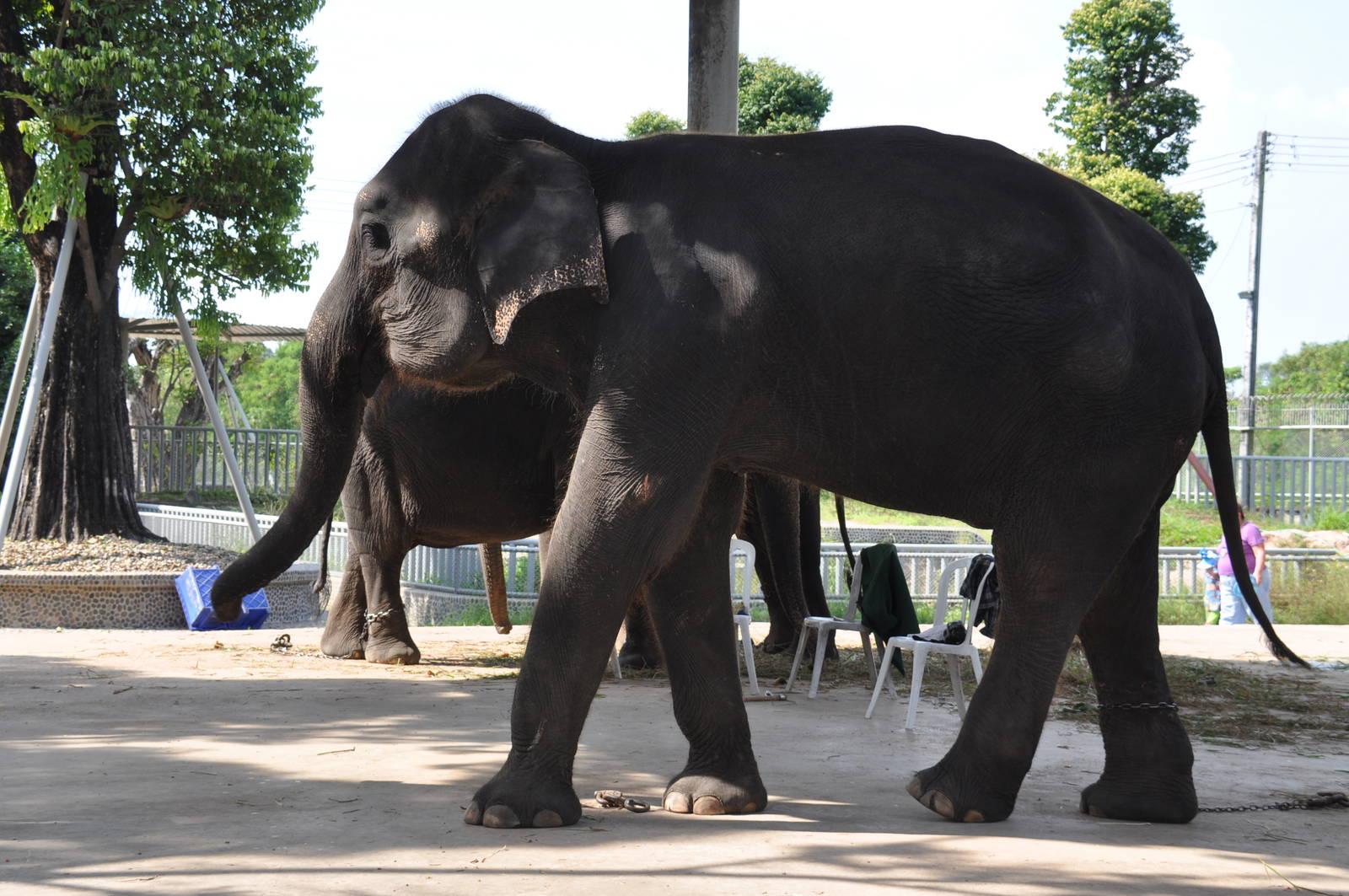 Asiatic elephant/ Elephas maximus