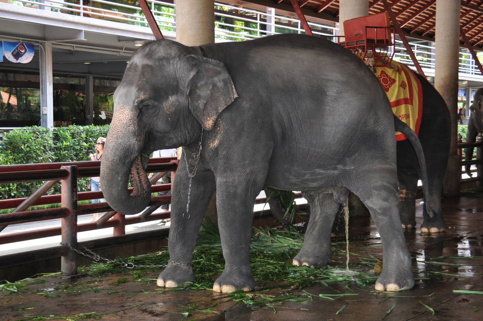 Asiatic elephant/ Elephas maximus