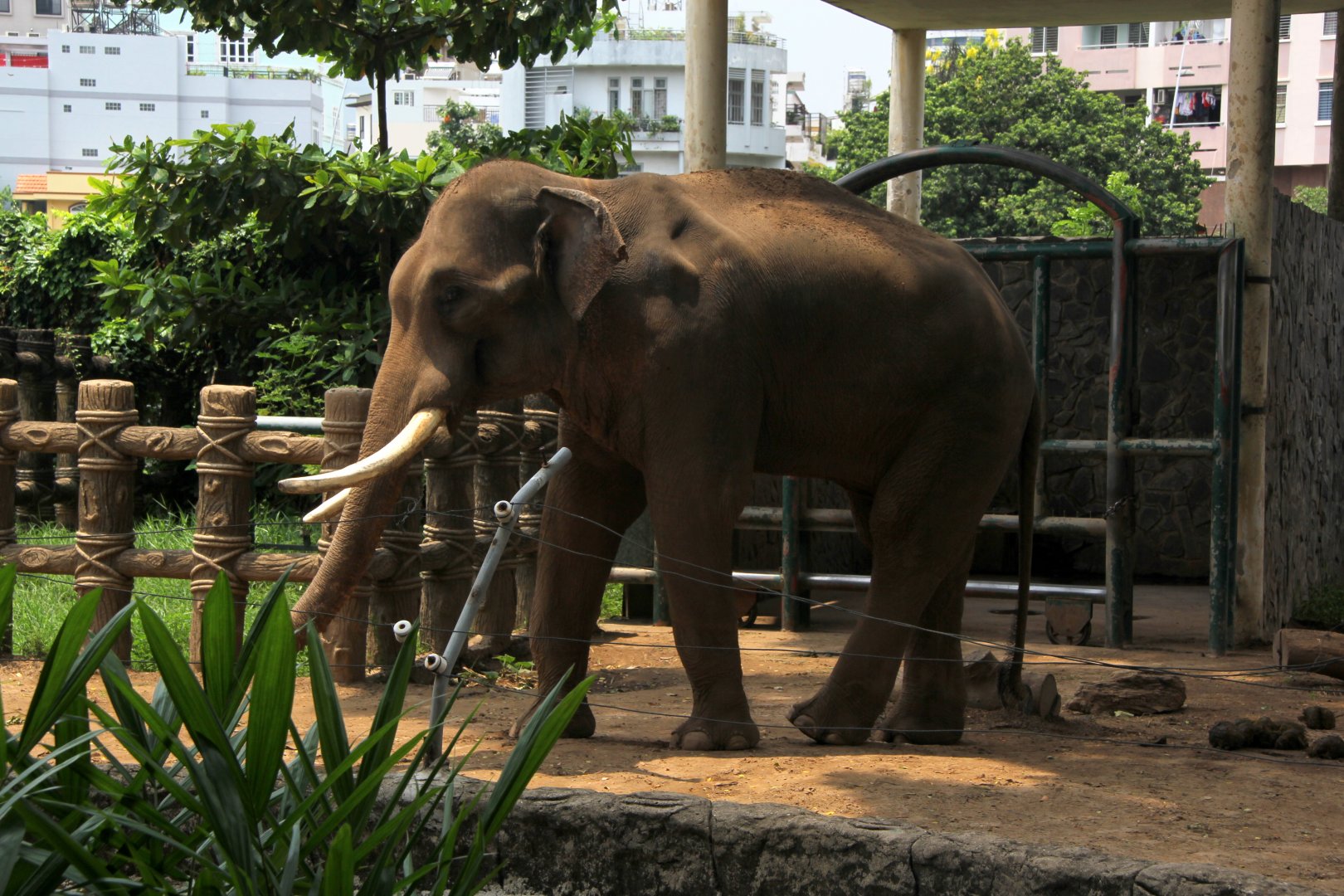 Asiatic elephant (Elephas maximus)