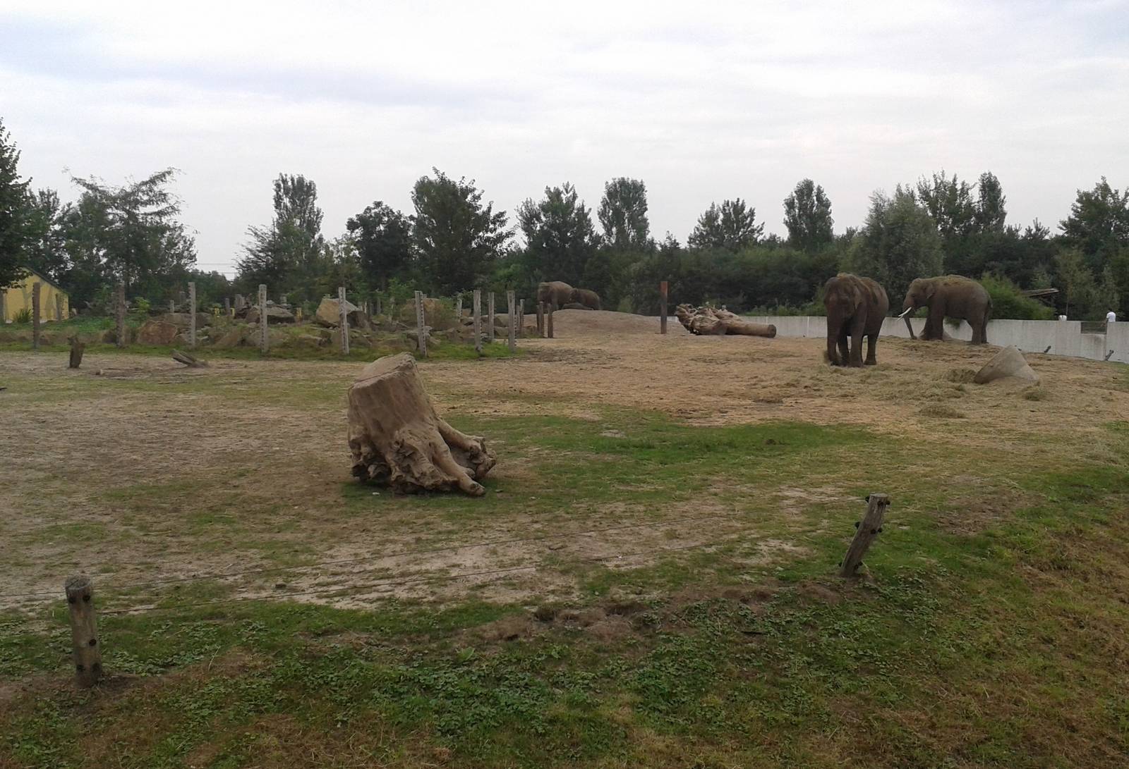 Asiatic elephant enclosure