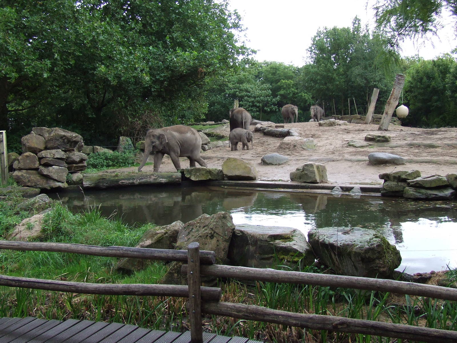 Asiatic Elephant enclosure