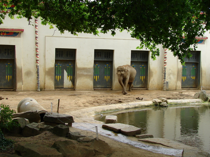 Asiatic elephant exhibit (female Dumbo)