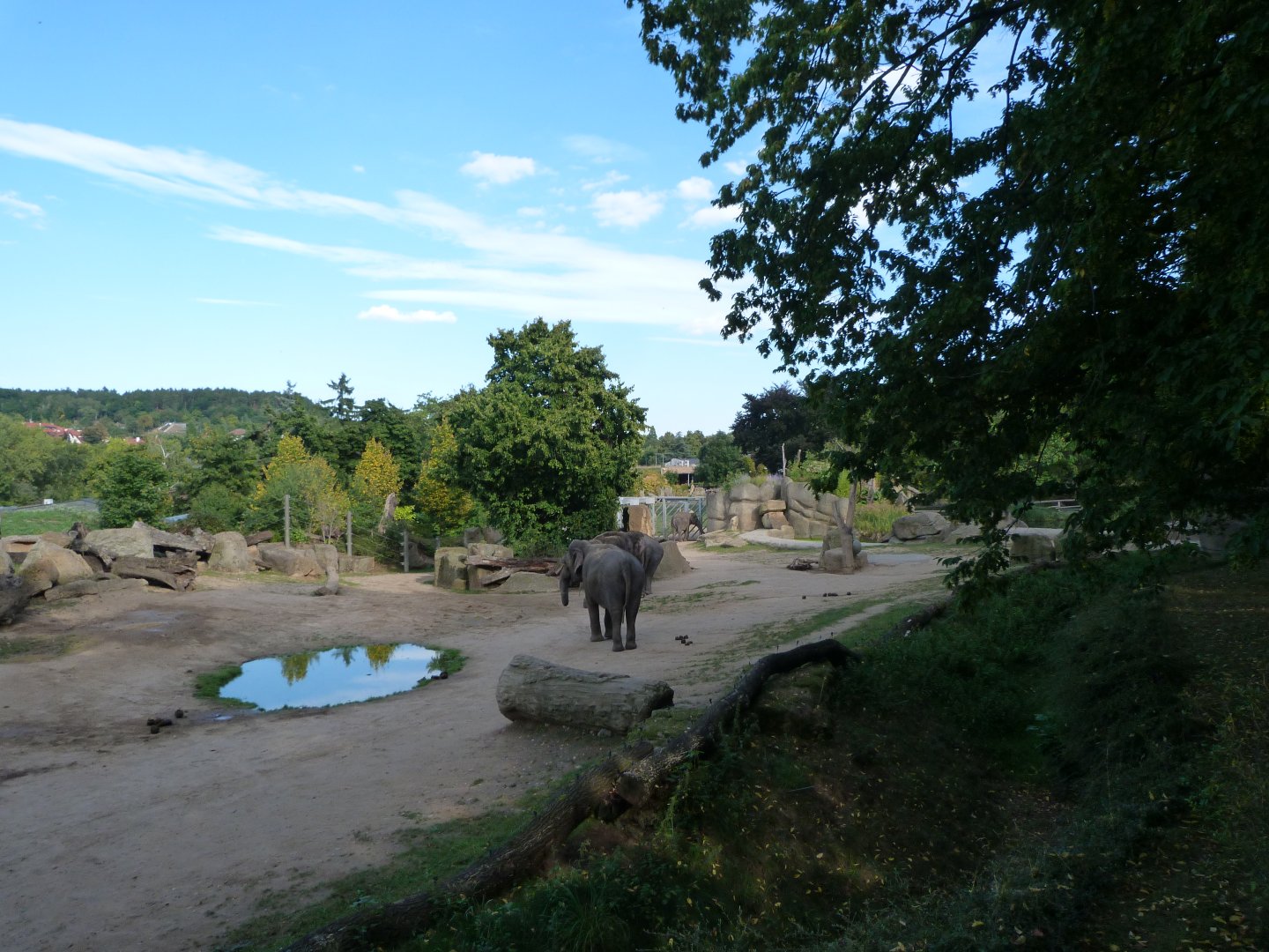 Asiatic elephant exhibit -Zoo Praha (2025)