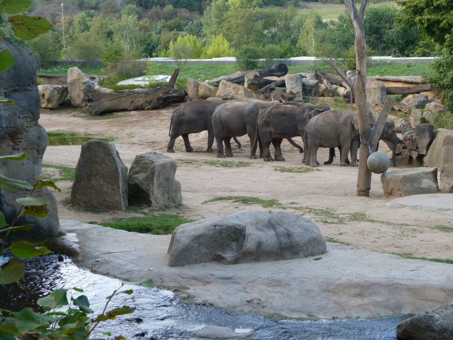 Asiatic elephant exhibit -Zoo Praha (2025)