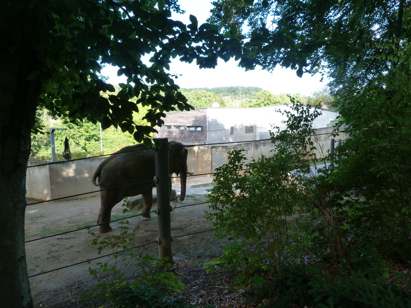 Asiatic elephant exhibit -Zoo Praha (2025)