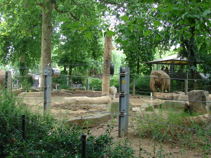 Asiatic elephant exhibit