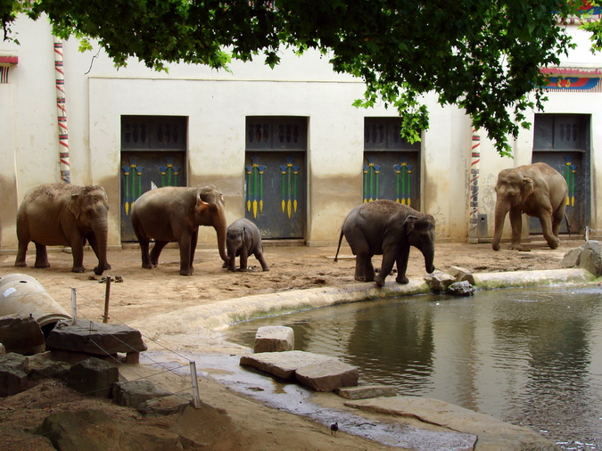 Asiatic elephant exhibit