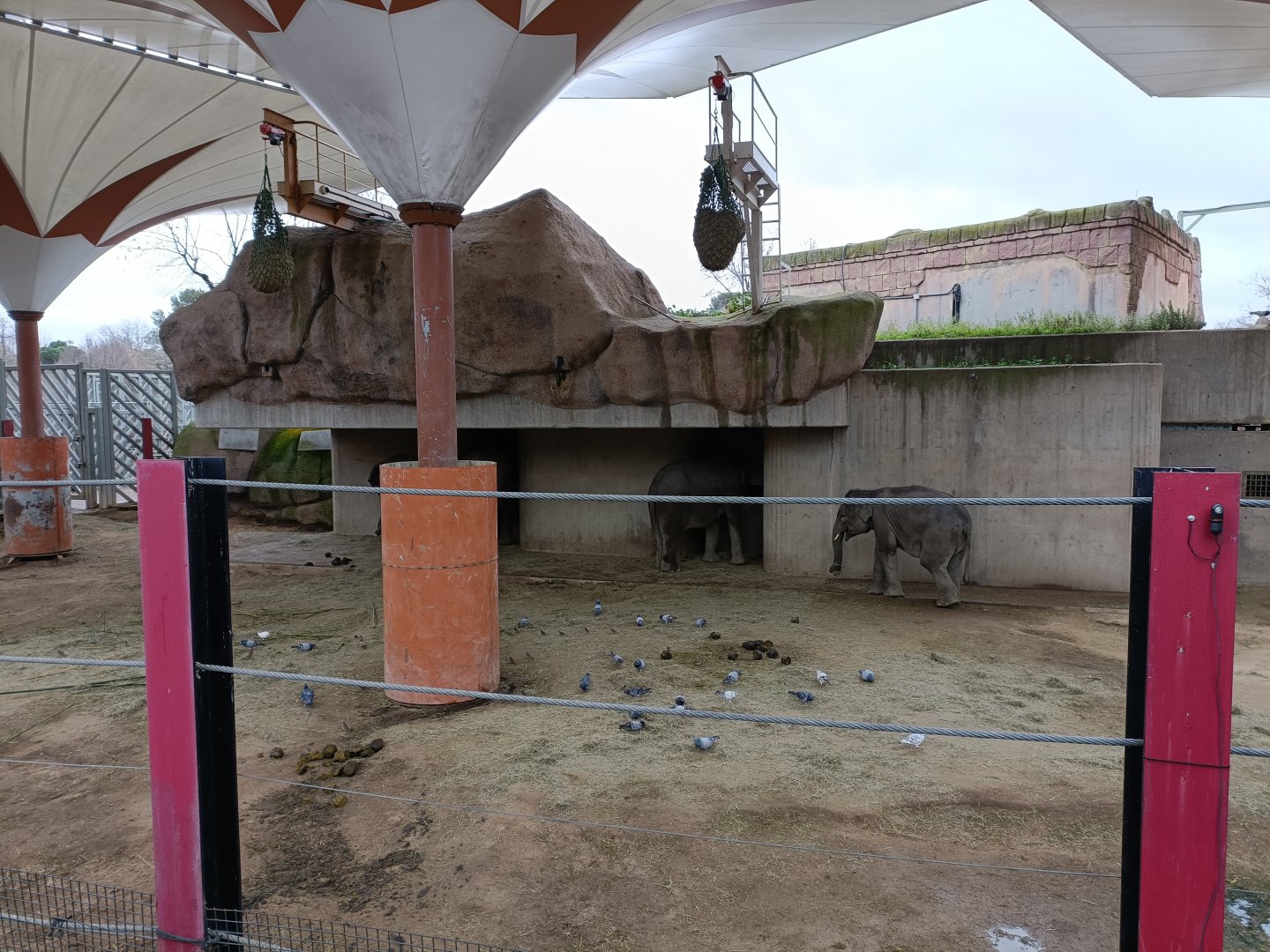 Asiatic elephant exhibit