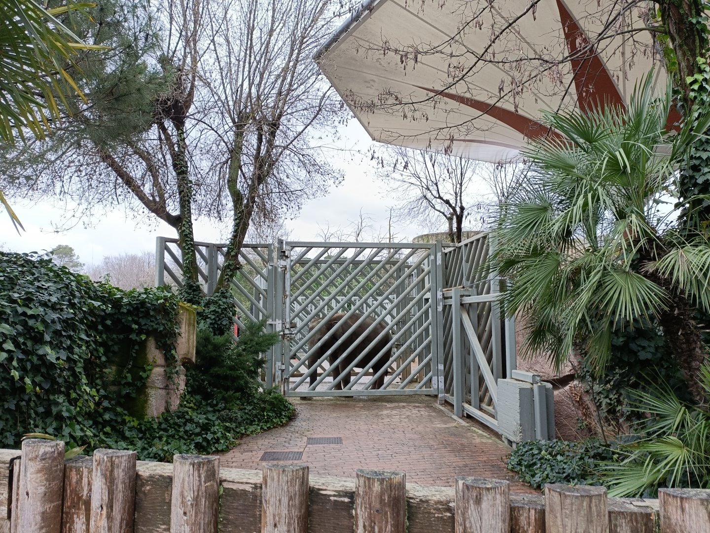 Asiatic elephant exhibit