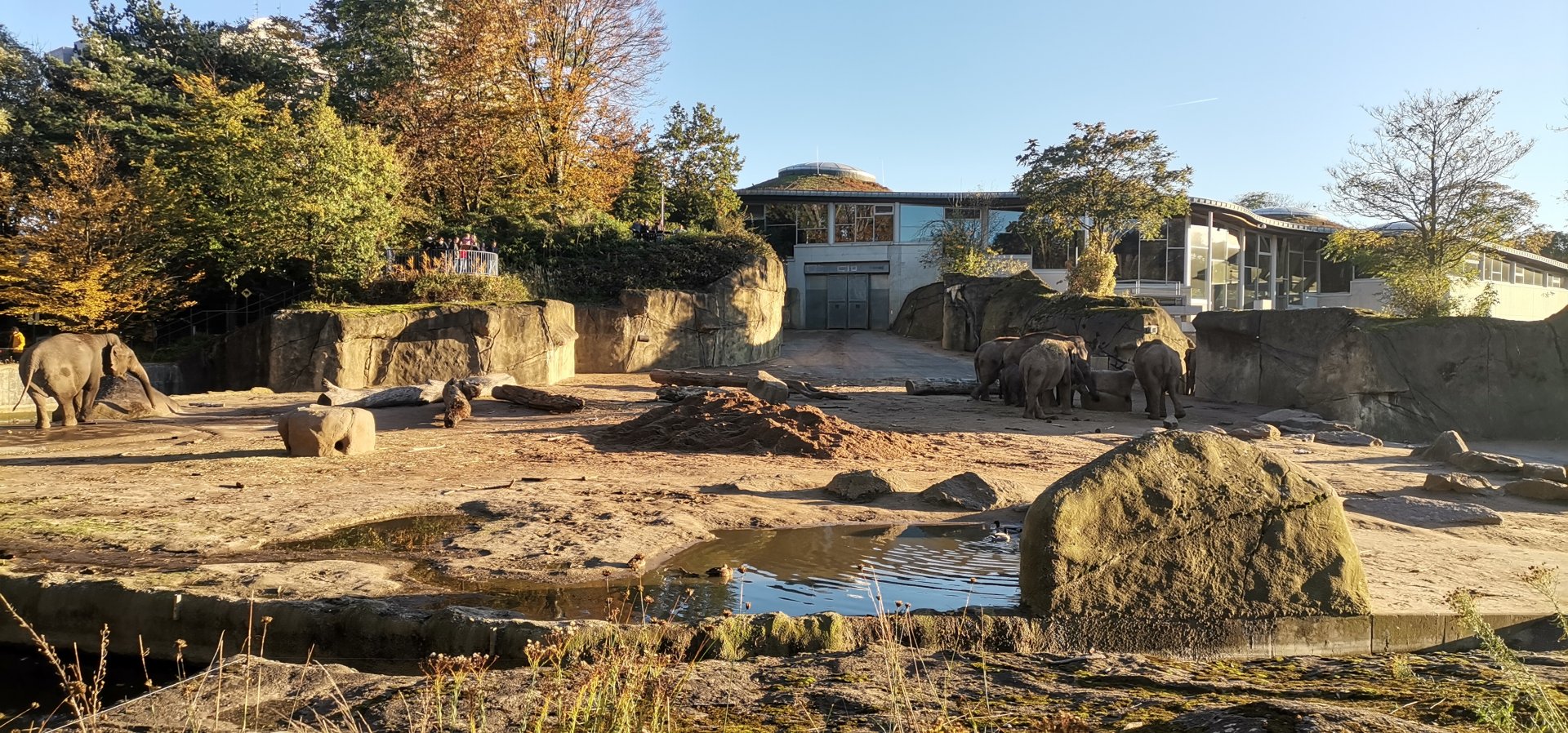 Asiatic Elephant facility