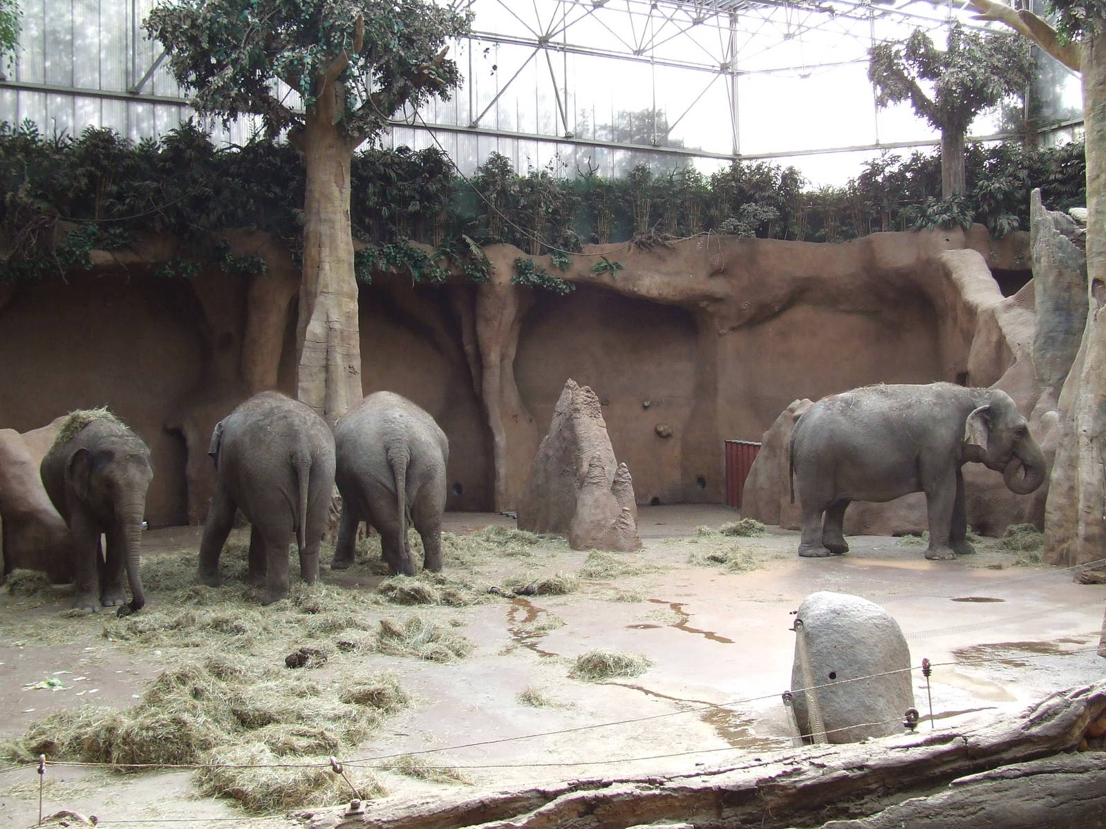 Asiatic Elephant indoor exhibit