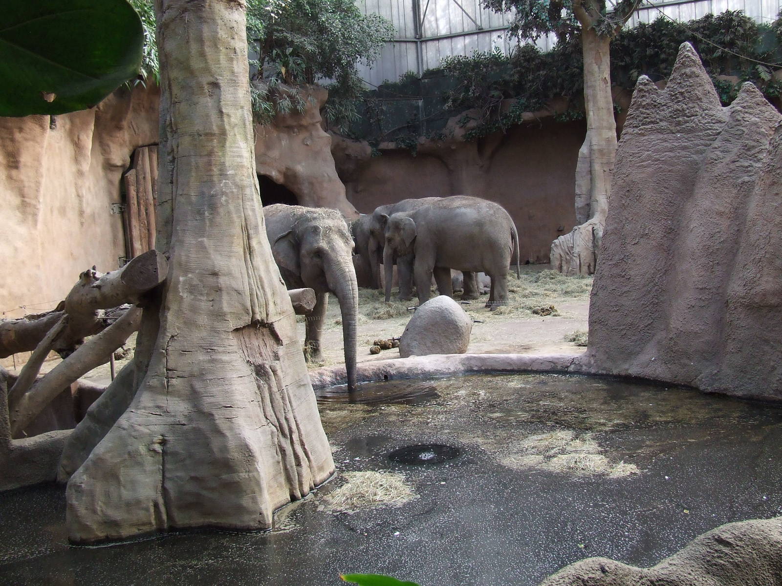 Asiatic Elephant indoor exhibit