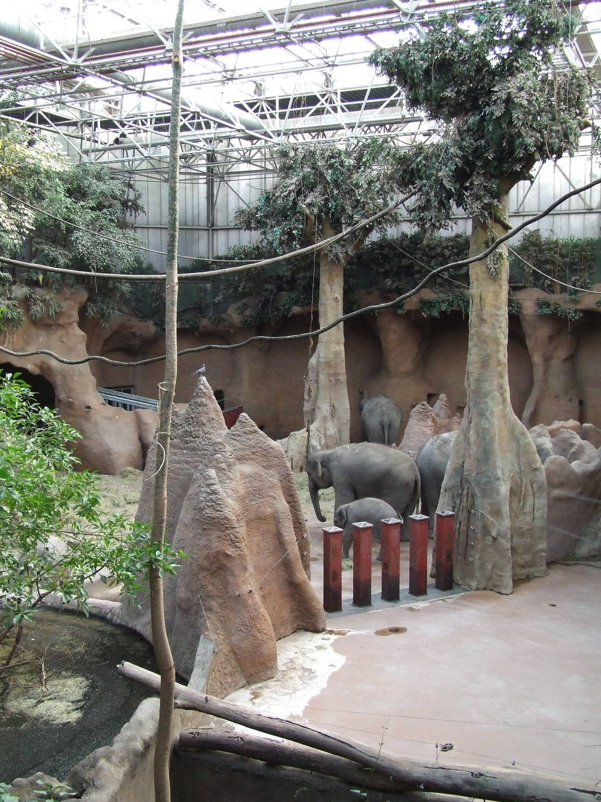 Asiatic Elephant indoor exhibit
