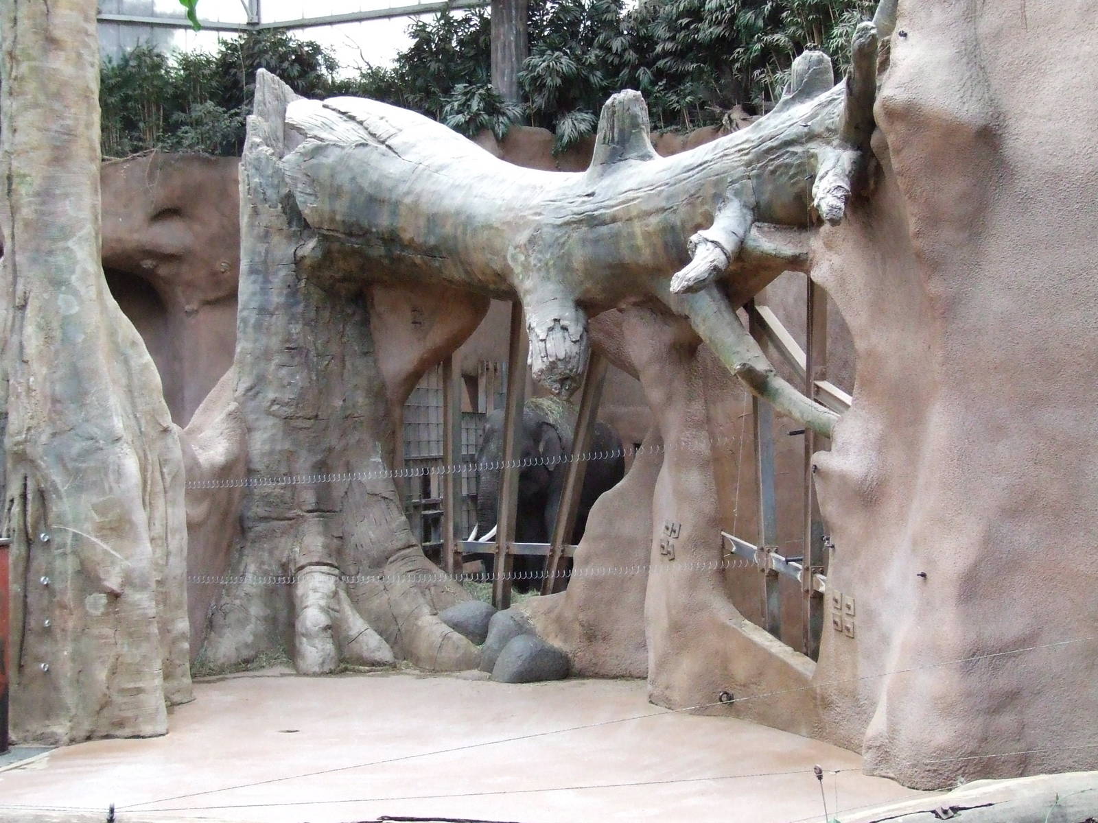 Asiatic Elephant indoor exhibit