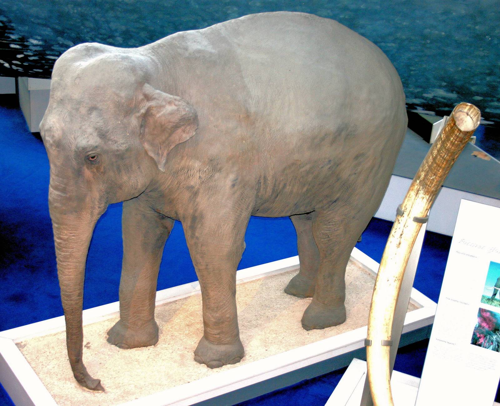 Asiatic elephant (Jung Pershad); Natural History Museum; 6th August 2016