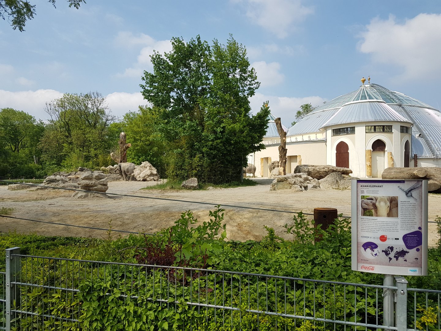 Asiatic Elephant Outdoor Exhibit, female part