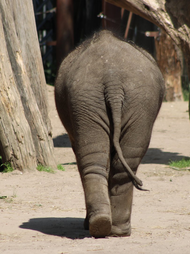 Asiatic elephant - young