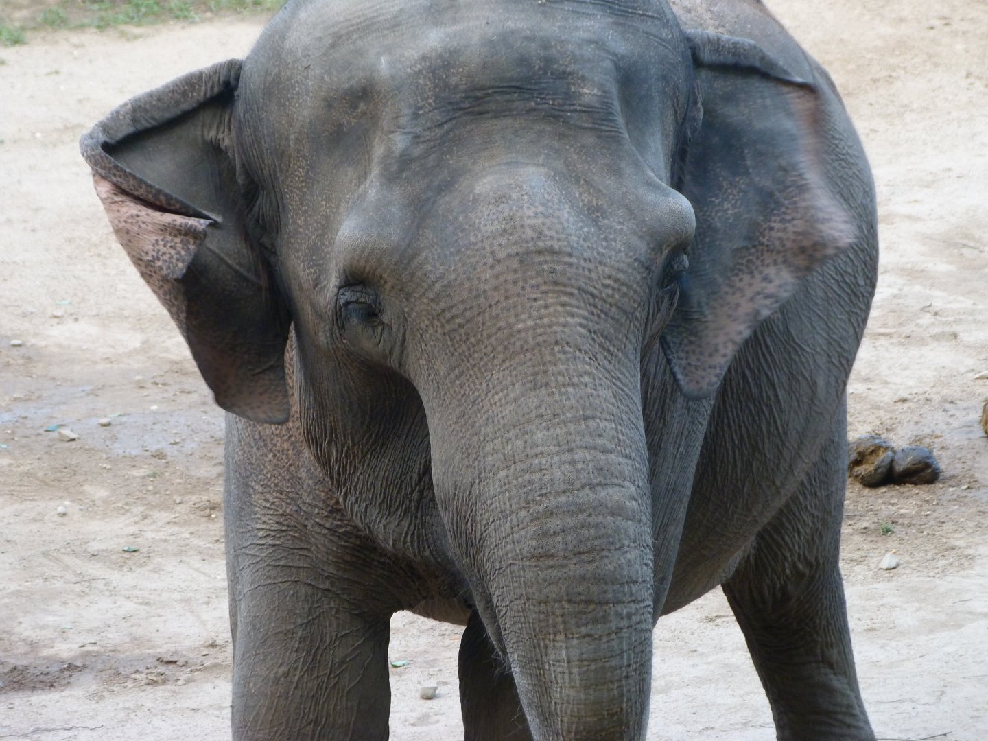 Asiatic elephant -Zoo Praha (2025)