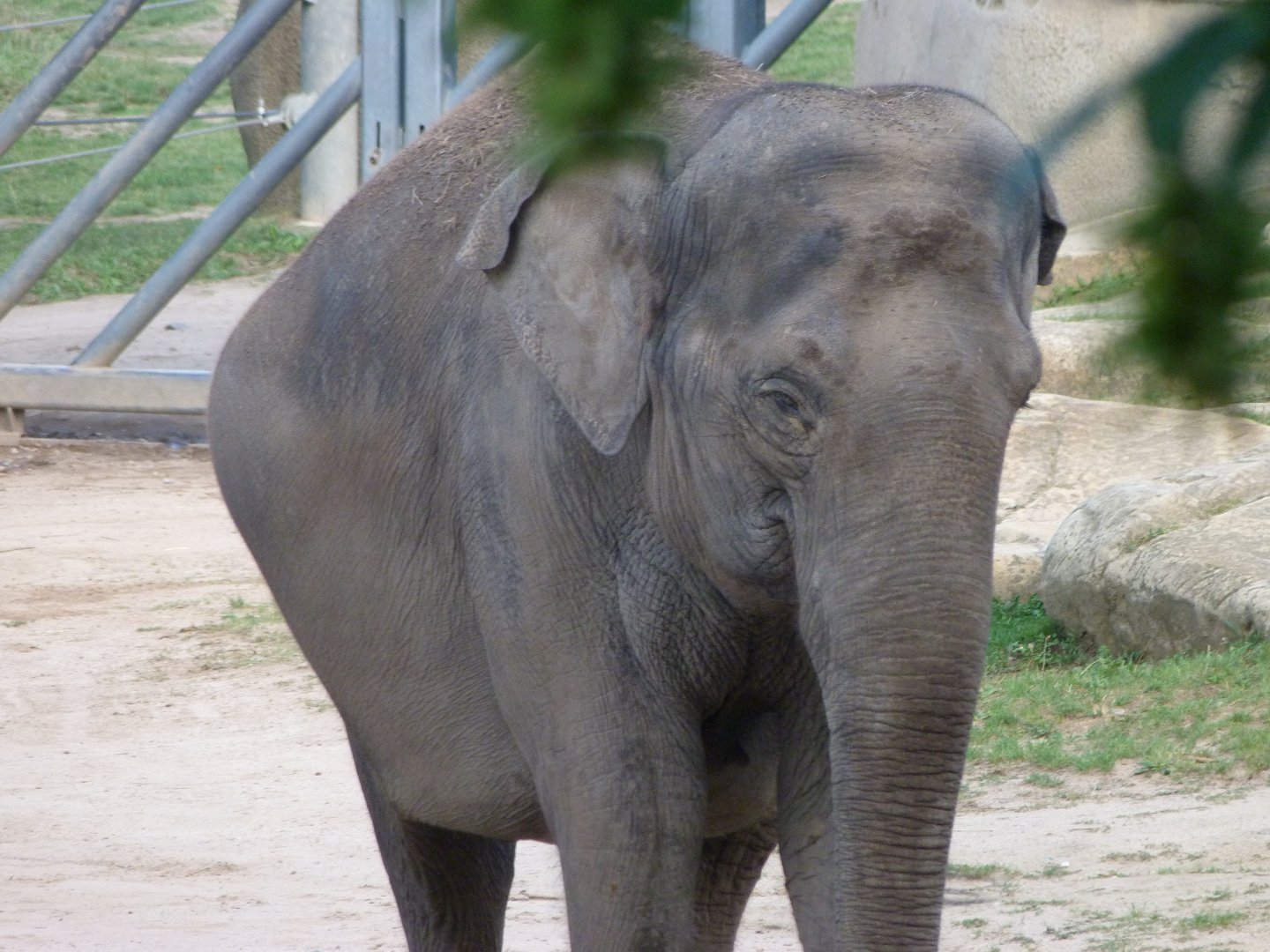 Asiatic elephant -Zoo Praha (2025)