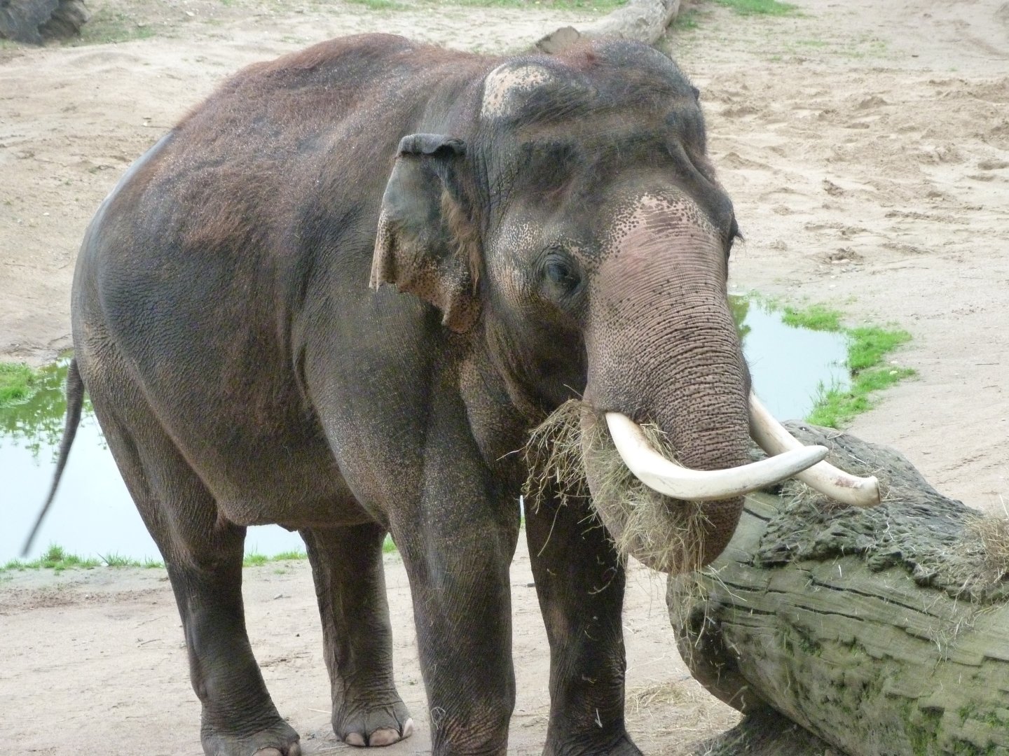Asiatic elephant -Zoo Praha (2025)
